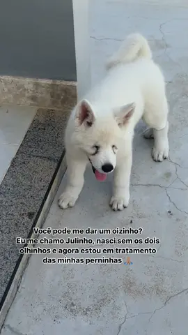Me da um oizinho? #cachorro #cachorrofofo #cachorrofeliz #cachorrosfofos #akita #akitainu #cachorrosdotiktok #akitapuppy #maedecachorro 