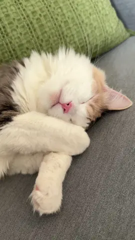 Sweet dreams muffie girl