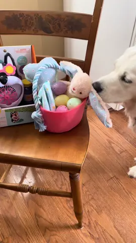 Happy Easter!!!✝️💕 #hehasrisen #christian #christiantiktok #fyp #puppy #goldenretriever #bunny #puppylove #pets #cute #easter 