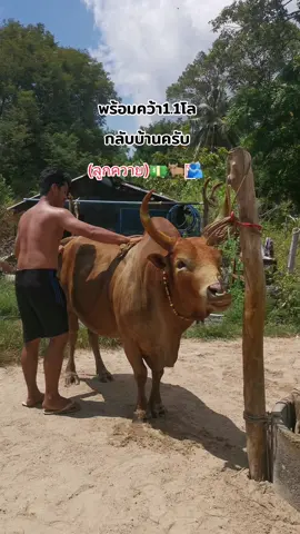 พร้อมครับ#ลันดางามปานเพชร#ลูกควาย🥰💵🐂 #โล่ทองคำ#สงกรานต์ไปไหน 