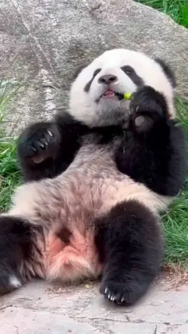 cute baby🐼 #panda #cutepanda #viral #fyp #tiktok #trendingvideo 