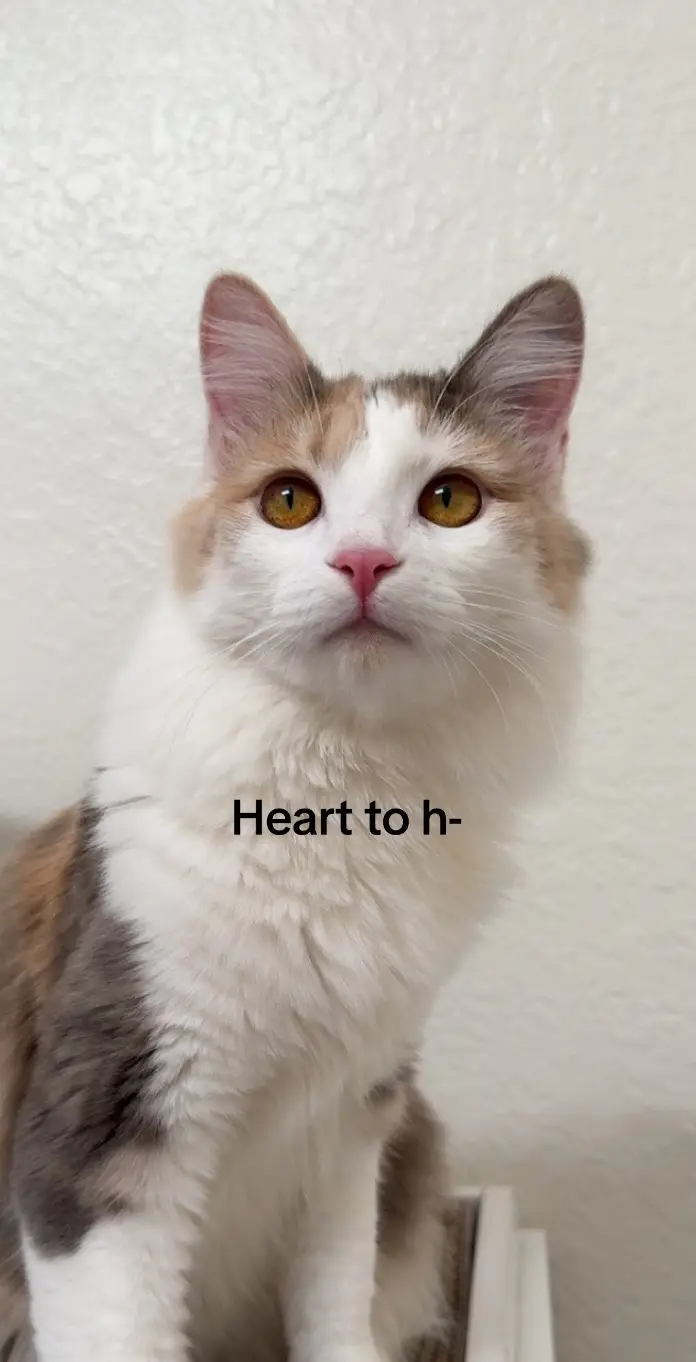 😳 #catsoftiktok #dilutecalico #cat #muffiegirl 