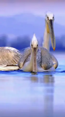 Pelicans 🥰😍