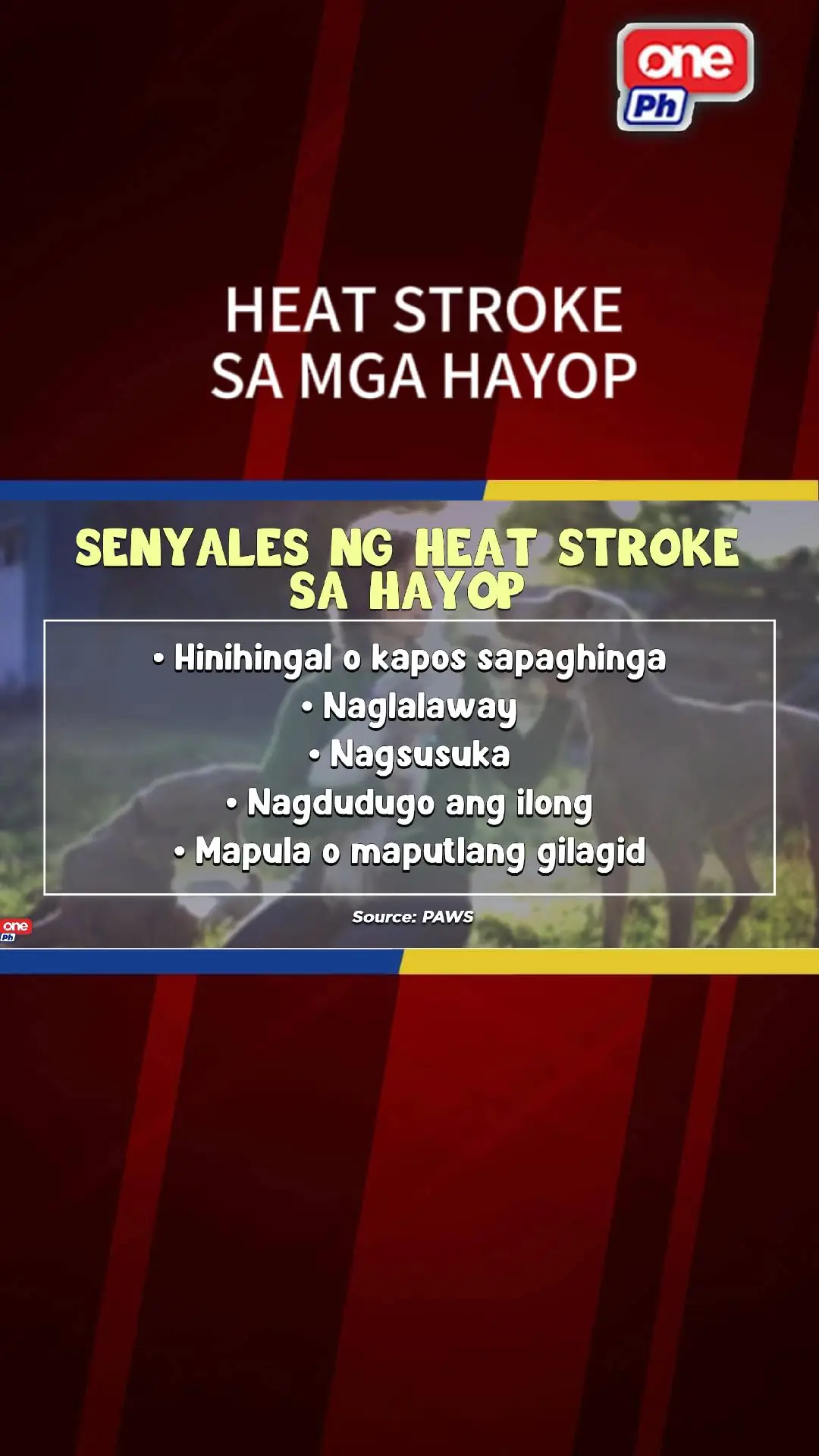 Hindi lang tao ang puwedeng makaranas ng heat stroke, pati na rin ang mga hayop. Delikado ito mapa-aso man, pusa o kahit anong alaga niyong hayop. Kaya maiging malaman ang mga posibleng sintomas nito gaya ng simpleng paglalaway lang.   #oneph #newsph #pets #furparents #furmom #furdad #animalwelfare