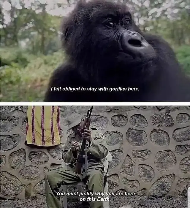 andré bauma, a guardian who safeguards and nurtures the gorillas in congo’s virunga national park. #AndréBauma #VirungaNationalPark #GorillaGuardian #CongoConservation #WildlifeProtection #DocumentaryFilm #VirungaMovie #GorillaCare #NaturePreservation #WildlifeHeroes #CongoWildlife #ConservationEfforts #GorillaSanctuary #EnvironmentalProtection #WildlifeDocumentary #GorillaConservation #ParkRangers #CongoNature #AnimalRescue #NatureDefenders #GorillaHabitat #WildlifePreserve #DocumentaryFIlmmaking #ProtectOurPlanet #CongoWilderness #GorillaLove #SaveTheGorillas #ConservationHeroes #VirungaGorillas #FilmScreening #BiodiversityConservation #WildlifeFilmmaking #VirungaDoc #NatureLovers #EndangeredSpecies #ConservationSuccess #VirungaFilm #GorillaFamily #WildlifeFilm #CongoDocumentary