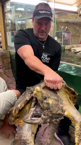@Jay Prehistoric Pets 110 pound Alligator Snapping Turtle! #snappingturtle #alligatorsnappingturtle #reptilezoo 