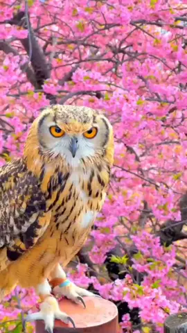 #surahalrahman #beautifulbirds #mohammadnoorbazai #islam1987 