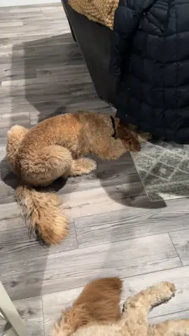 Just a doodle obsessed with his ball 🎾 #goldendoodle#doodle #doodlesoftiktok #funny #funnydog #goldendoodlesoftiktok #puppy #fetch 