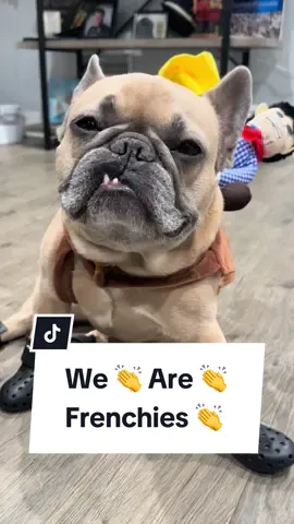 Can’t wait for the album to drop 🔥#frenchbulldog #beyonce #remix #thisainttexas #dogparents  @Somefrenchienamedapollo  @Somefrenchienamedapollo 