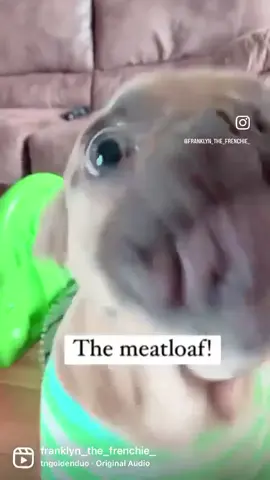 The Meatloaf #fyp #funny #dog #pets #animals #fun #sweet #cute 