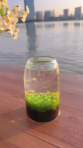 Do you want one?#foryou #foryoupage #aquariums #fishtoks 