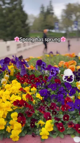 Spring has entered the chat! And it said let's have @OLIPOP ✨🌸🧺 #olipoparmy #guttok  Olipop Spring  Spring Day  Beautiful  Outside picnic Kale App  Kale Partner  #fyp #olipop #olipoppartner #olipoptiktok #kale #kaleapp #kalepartner #drinktok #FoodTok #ugccontentcreator #MomsofTikTok #toddlersoftiktok #ugcmom #ugccommunity #ugccreators #brandsocialmedia #socialmarketingmarketing 