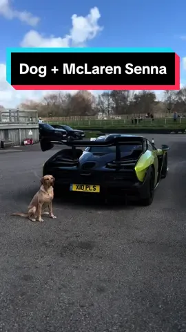 Doge + Senna #McLarenSenna #Dogsandcars #Haydengto 