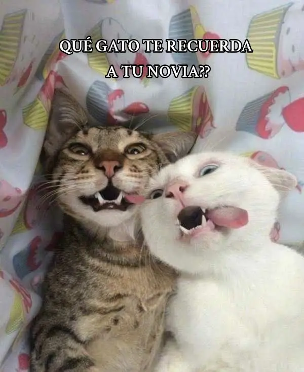 Etiqueta a tu novia 😺💖 #viral #tiktok #fyp #parati  #meme #gatos #cat