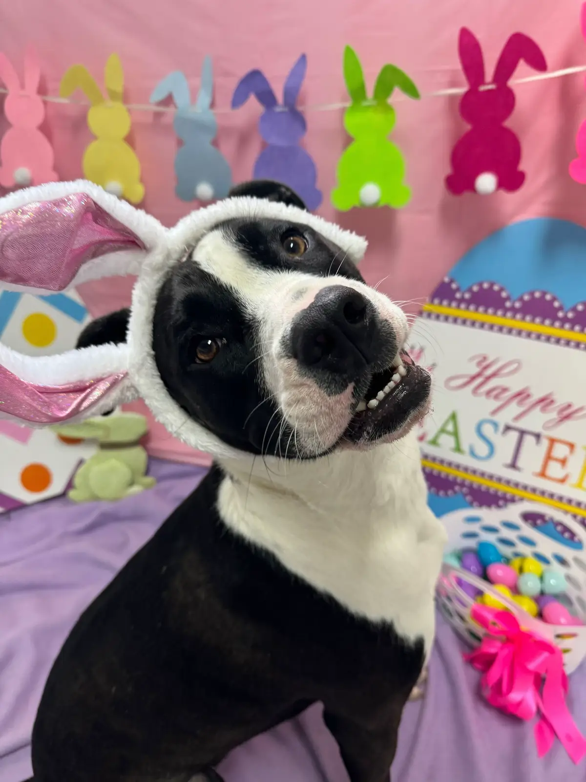 This dog was born to model #baddiefriend #pitbull #dogsoftiktok #fyp #francis 