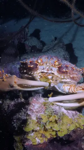 🎥+💭: @Matthew Kaplan  “It’s fascinating to watch the precision eating style of the channel clinging crab! 🥢 Rare to see during the day, we found this giant crab feasting on algae on a night dive at Klein Bonaire.” 🦀 #MarineMonday #NightDive #KleinBonaire #ClingingCrab