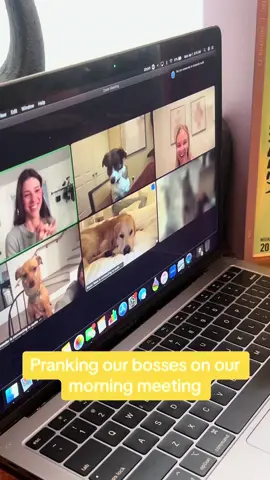 All paws on deck today #prankingourboss #corperateprank #AprilFools #morningmeeting #workprank #funny #fyp #dogsoftiktok #workfromhome #marketingagency #fyp