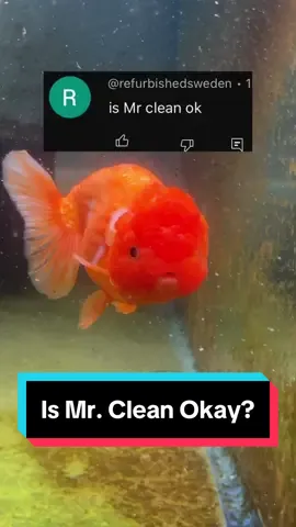 He’s swimming in the magical blue pond now 🙏🏻 #mrclean #goldfish 