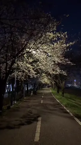 대전 벚꽃  갑천근린공원 #벚꽃 #대전벚꽃 #갑천근린공원 #korea4k #korea #daejeon #대전 