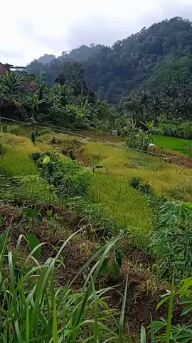 Alhamdulillah panen😁😁🙏#assalamualaikum🙏 #lagusunda #doelsumbang #urangsunda #sengklek#jawabaratpunya #JelajahRamadan #JelajahRamadan #fypシ゚viral #fypシ゚viral 