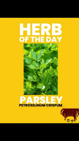 Herb of Today: #Parsley🌱 Here are some benefits of integrating Parsley in your everyday life. Parsley has a WIDE range of uses but here I am naming a few.  Go follow @mysticalmeeks MY ONLY PAGE 🧿❤️ Also check out Herb uses post!  Sending and welcoming back abundant BLESSINGS and PEACE alongside LOVE and LIGHT  #hoodoo #mysticalmeeks #astrology #angelnumbers #metaphysicalhealing #metaphysical #roots #rootwork #herbs #herbalmedicine #herbalbaths #herbaloil #spiritualbaths #spelljars #protection #spiritualjourney #spirituality #Love #egyptians #foryou #wealth #natural #fertility #love #protection