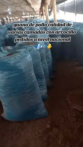 pedidos al 924878428  #perú🇵🇪 #agricultara #papa #huancayo_perú🇵🇪❤ #huanuco_perú❤️ #ambo #pampastayacajaperu🇵🇪 #abonoorganico #pachitea_panao😊🇵🇪❤ #huancavelica_perú🇵🇪♥️ 