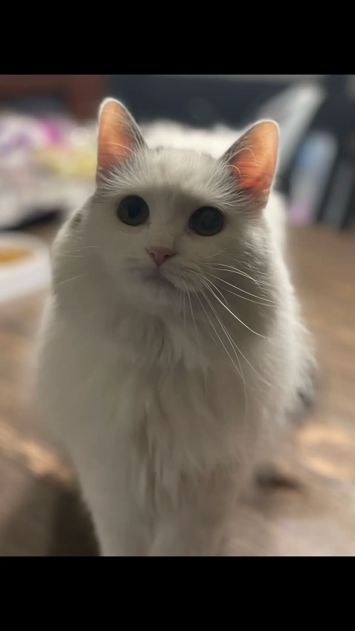 #anxietycat #anxietycats #catoftiktok #krinkytissue 