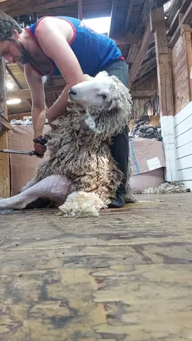 Young Lincoln ram with long wavy locks.  #naturalfibres #shearingiscaring #rurallife #hardwork 