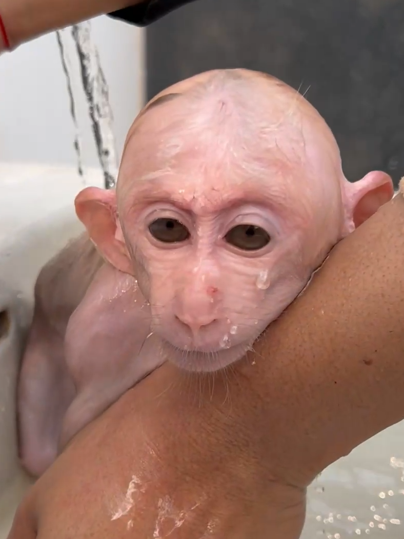 Solf Bathing In Early Morning For Baby Monkey Lili . . #monkey #monkeys #monkeyvideos #monkeybaby #babymonkey #cutebabymonkey #monkeytiktok #monkeylovely #trending #animals #funny #monkeypets #adorablemonkey #cutemonkey #eating #asmr #monkeyeating #food #fyp #fypfunny