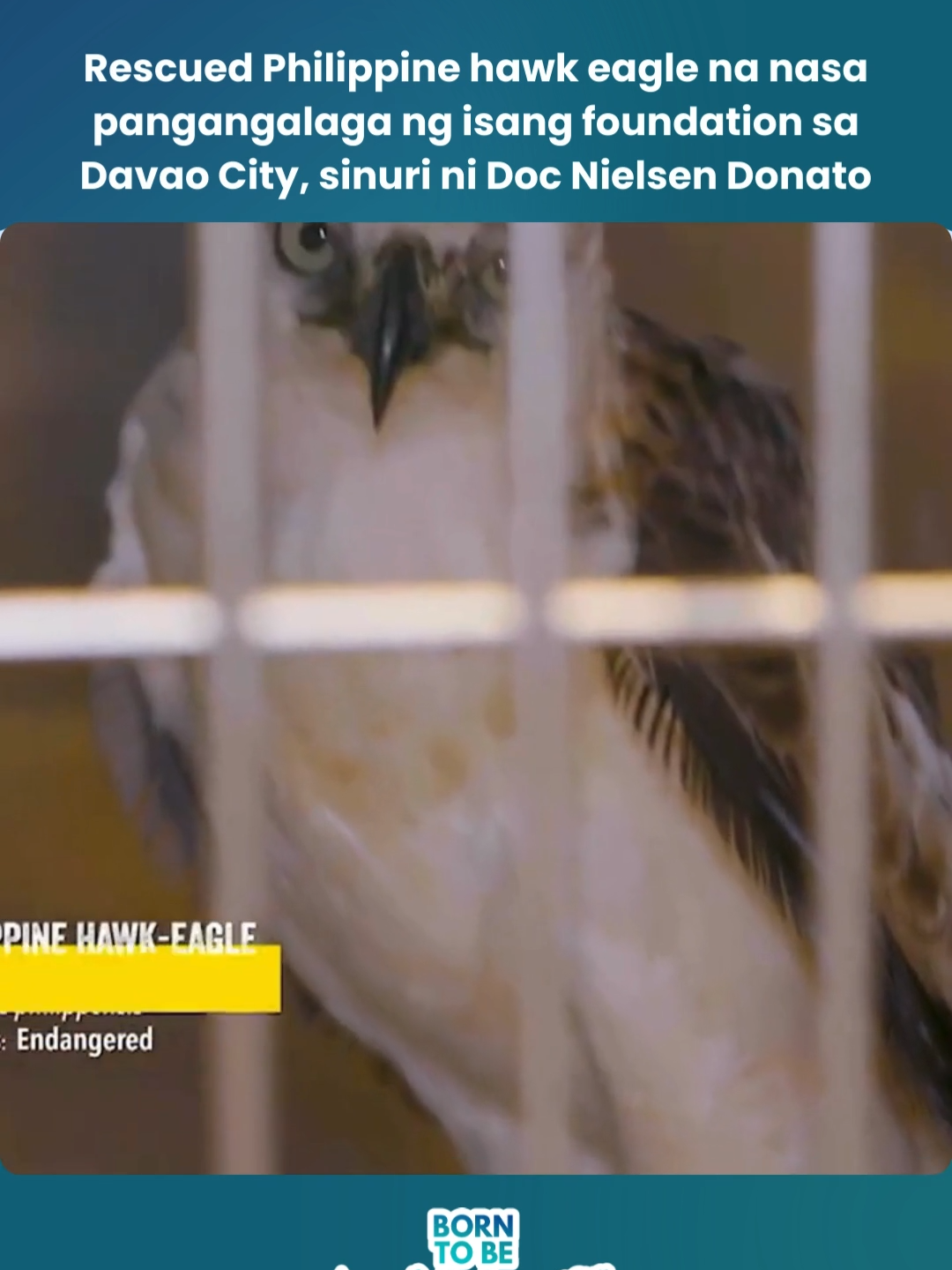 Rescued Philippine hawk eagle na nasa pangangalaga ng isang foundation sa Davao City, sinuri ni Doc Nielsen Donato #BornToBeWild #GMAPublicAffairs