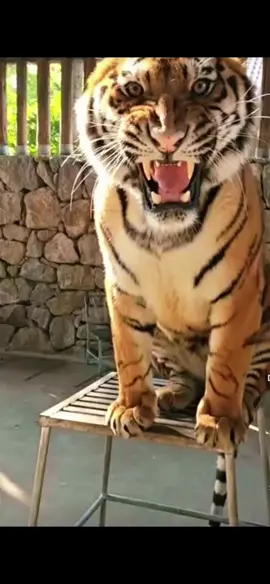 Best tiger roaring #fyp #vairal #tigertok 