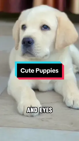 The top 7 cutest puppies in the world. #puppy #puppytiktok #puppylove #puppiesoftiktok 