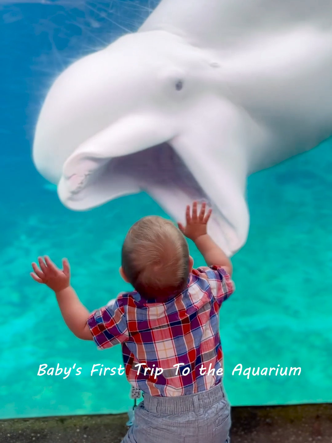 Baby Funny Meeting With Beluga Whale 😂 #baby  #adorablebabies  #longervideos #aquarium  #zoo  #funny  #funnybaby #whale #beluga  #trending  #viral #babygotoaquarium #babymeetswhale