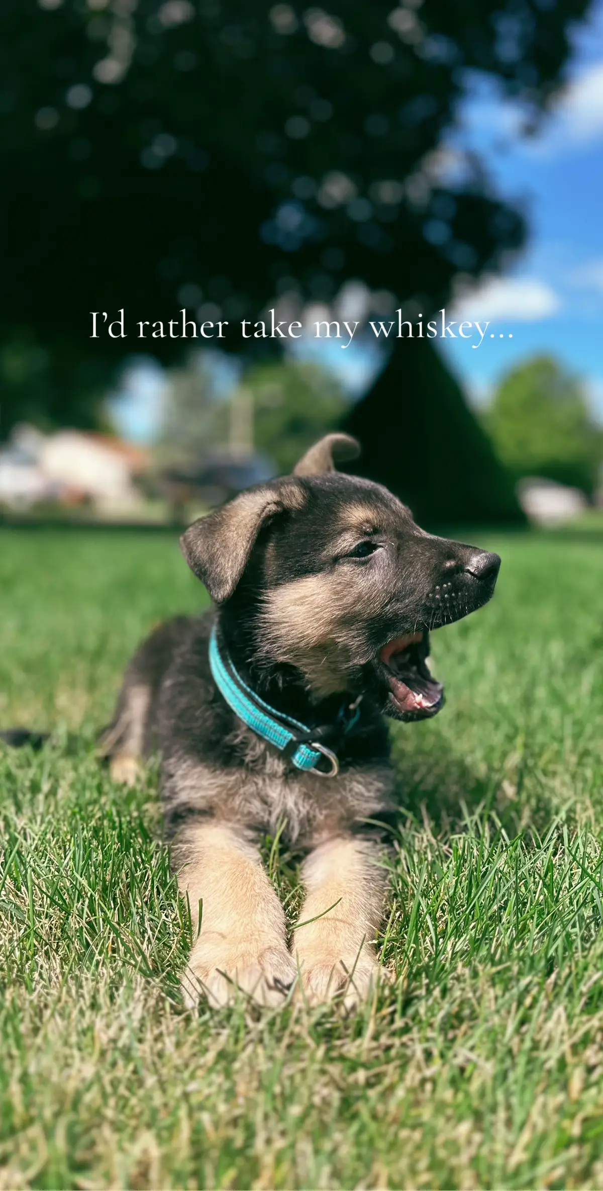 I dont know how this is even the same dog… #fyp #germanshepherds #dogsoftiktok #takemywhiskeyneat 