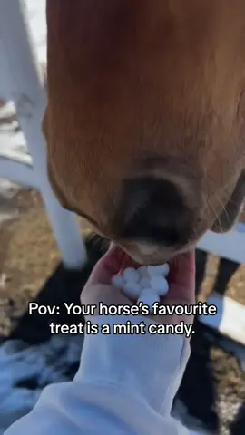 Hes odd #fyp #foryou #foryoupage #trending #horsesoftiktok #horsetok #barrelhorse #snacks #relatable 
