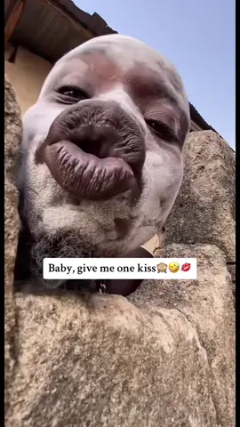 Baby give me one kiss 🔥🤤💋💋😂😂.      #babylove #baby_kiss_me😘😘 #baby_kiss #funny#funnyvideos #foryou #foryourpage #viral #video #duet #like #comment#following #capcut @agyenkwa  @Funny @PTI OFFICIAL 