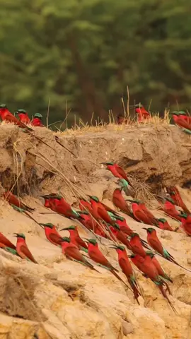 Bee eater paradise.  How beautiful is this Carmine Bee eater colony? We managed to find another very special bird in between all of this red! #birding #birds #wildlife 