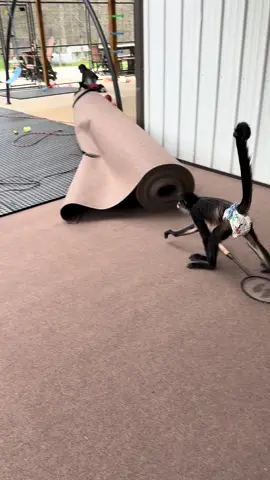 They are all having fun with the new carpet. Lots of flipping will be going on today. Bear being a little lock theif at the end🤣💜