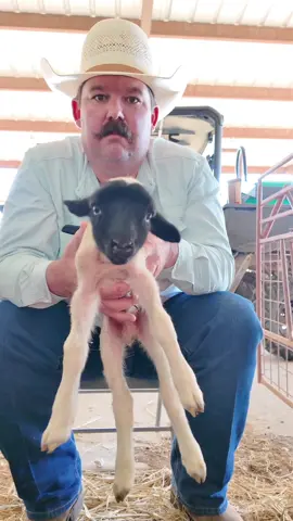 Replying to @Justin case What should we name this little bottle ram lamb? #Lambs #Sheep #HairSheep #Dorpers #BottleLambs #KeepRanchin #KingOfTikTok #RanchLife #Ranch #RanchTok #AgTok 
