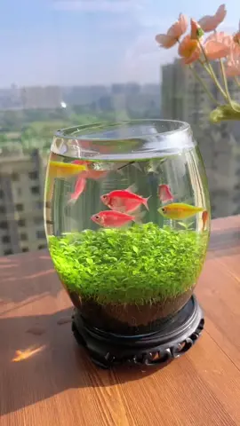 Don't you want to plant an aquarium in the spring? Can be placed anywhere in the house and is very easy to grow#foryou #foryoupage #aquariums #fishtoks 