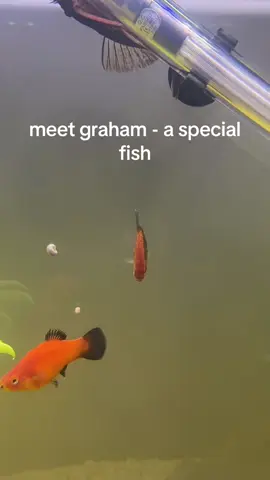 this graham - my pals special fish #foryou #fyp #fish 