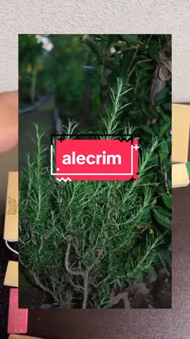 faça o uso desta planta que veio os benefícios que ela tem#alecrim#saúde#plantas 