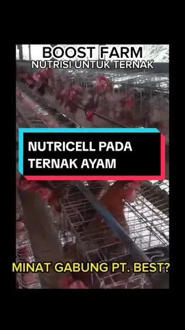 Nutricell pada ternak Ayam #fypシ゚viral  #CapCut #peternakindonesia #peternakayam 