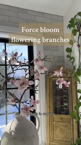 Have you ever tried force blooming any flowers indoors? It’s so beautiful and I find myself looking forward to checking on the progress throughout the days. Force blooming is a technique used to get flowers to bloom earlier than their natural cycle. By bringing home a stem or branch near the end of winter into the warmth of a home, it would “trick” the plant into thinking it’s an early spring and bloom earlier. Here I am force blooming a magnolia branch I got from @instaorchidflorist on IG when I first brought it home I gave the end of the branch a fresh cut and put it in room temperature water (about a quarter of the way in the case). It’s advised to put your branches out of direct sunlight and to change the water often. You can also mist the buds to keep them from drying out before they bloom. Branches that are great for force blooming are magnolias, cherry blossoms, forsythias, lilacs, hawthorns, quince, and apple blossoms to name a few! You can always ask your local florist what they can acquire because it is seasonal. This reel was inspired by @Her 86m2 whose foraged magnolia inspired me to get a branch of my own. #flowers #magnolia #spring #springiscoming #quietmoments #blooming