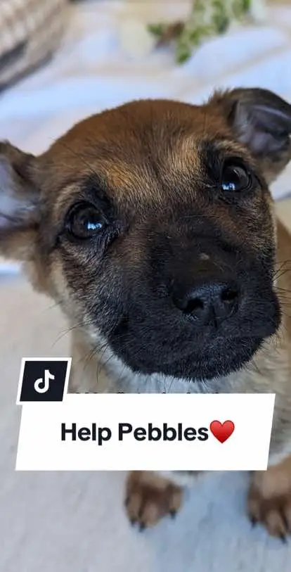 To read sweet Pebbles’ story of survival and learn about how you can support this pup along her journey to health, visit the link in our bio.  #bcspca #animalwelfare #adoptbcspca #dogsoftiktok #dog #puppylove #puppyrescue #helpnow #donatetoanimals 