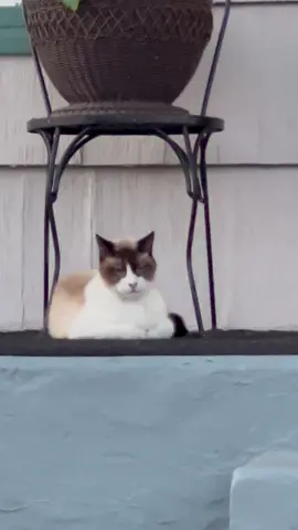 OMG so many Angel Puffs! #catwalk #catluminati 