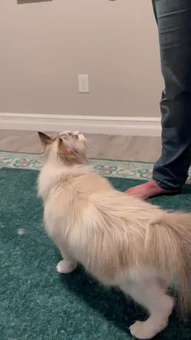 Peaches only wants the boy cat that doesn't want her 