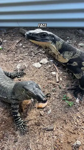 Feeding time with the Laceys, hows that slo mo jump on Fidget! 🦎👏🏽 . . #lacemonitors #lizards #aussiewildife #foryou #foranimals #goanna 