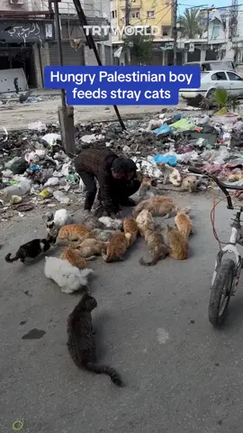 This Palestinian boy was feeding hungry stray cats even though he himself hadn’t eaten anything all day. Children are suffering immensely from Israel’s siege of Gaza, with more than 13,000 killed by the Israeli bombardment, according to the Gaza-based Palestinian Health Ministry.