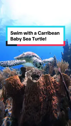 One of my favorite moments from traveling was swimming alongside this adorable 🥹 baby sea turtle! Check out how different the Reef looks in the Dominican Rep. VS our Hawaii reefs! All that soft coral! #babyanimals #cute #seaturtle #babyseaturtles #cutebaby #fyp 